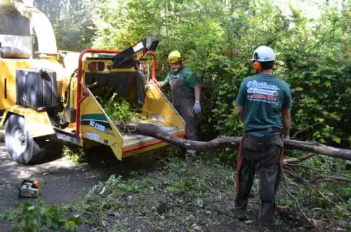 tree services Sun City West